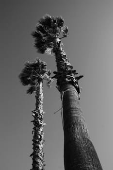Tall tropical palm trees over blue sky.