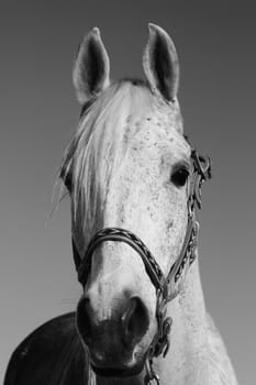 Headshot of a horse over clear blue sky.