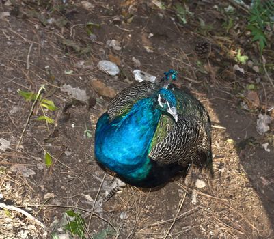 peacock