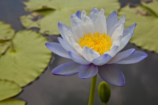 lotus blossoms or water lily flowers blooming on pond