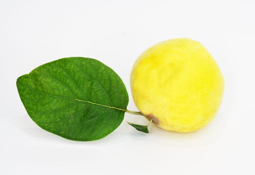 object on white - food quince close up 

