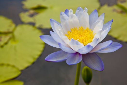 lotus blossoms or water lily flowers blooming on pond