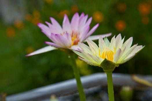 Yellow lotus blossoms or water lily flowers blooming on pond