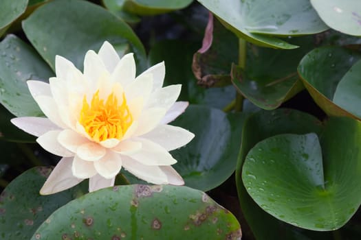 lotus blossoms or water lily flowers blooming on pond