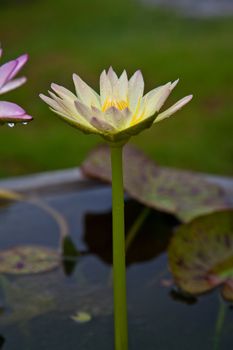 Yellow lotus blossoms or water lily flowers blooming on pond