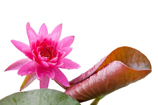 lotus blossoms or water lily flowers blooming on pond