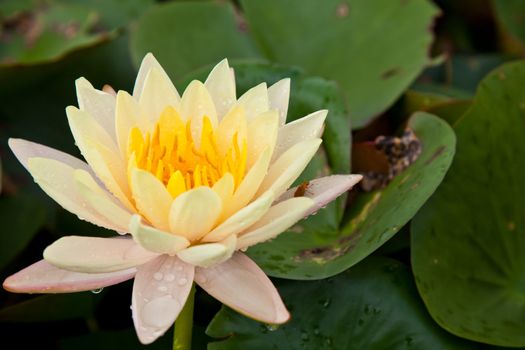 lotus blossoms or water lily flowers blooming on pond