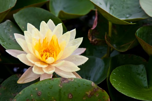 lotus blossoms or water lily flowers blooming on pond