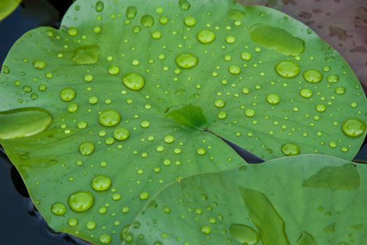 water drops on leaf lotus