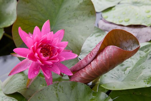 lotus blossoms or water lily flowers blooming on pond