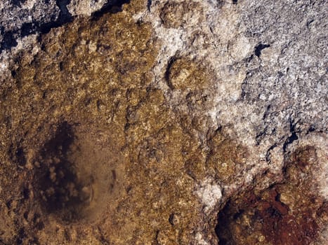 Detail and texture of seaside rocks in the Mediterranean