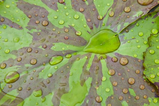 water drops on leaf lotus