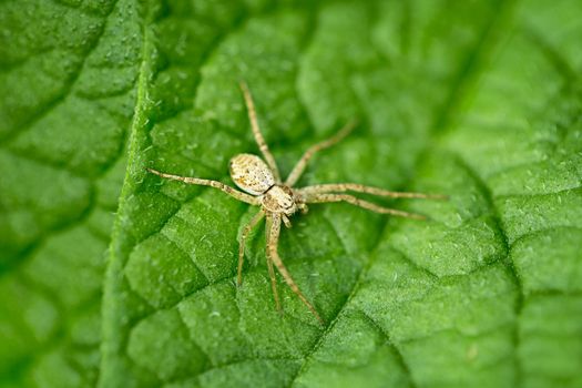 Small brown spider on green leaf - macro