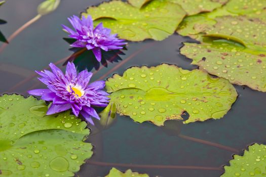 lotus blossoms or water lily flowers blooming on pond