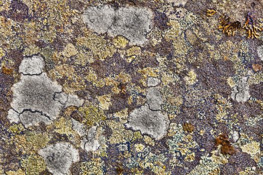 Surface of the granite rocks covered with lichen
