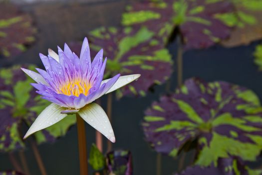 lotus blossoms or water lily flowers blooming on pond