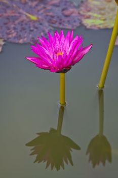 lotus blossoms or water lily flowers blooming on pond