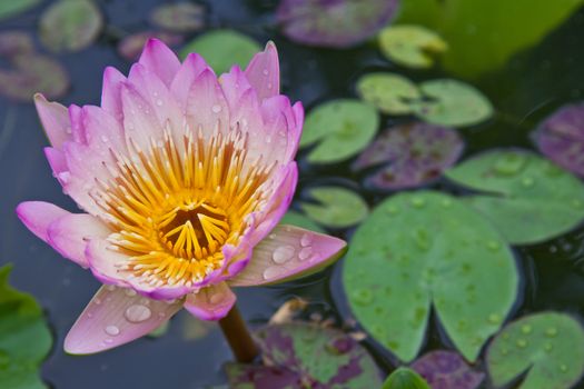 lotus blossoms or water lily flowers blooming on pond