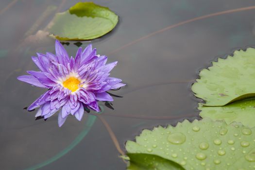 lotus blossoms or water lily flowers blooming on pond