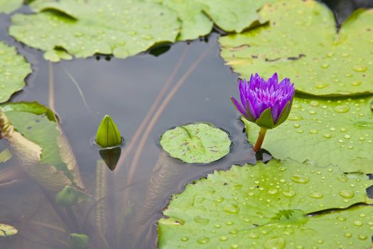 lotus blossoms or water lily flowers blooming on pond