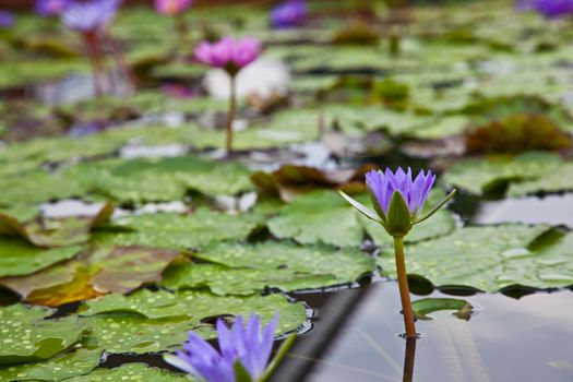 lotus blossoms or water lily flowers blooming on pond