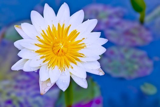 lotus blossoms or water lily flowers blooming on pond