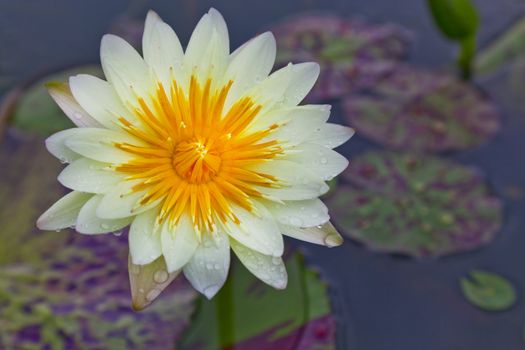 lotus blossoms or water lily flowers blooming on pond