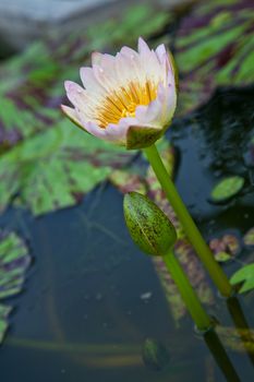 lotus blossoms or water lily flowers blooming on pond