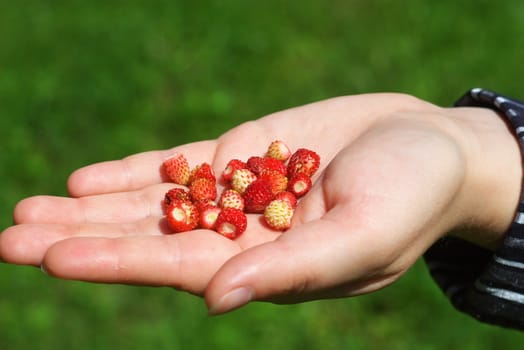 photo of the ripe berries of the strawberry