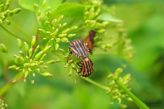 macro photo  of the two beetles