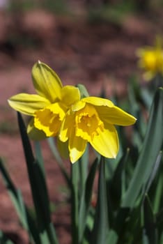 macro photo of the beautiful yellow narcissus