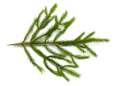 Christmas green framework isolated on white background 