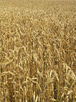 Agricultural field