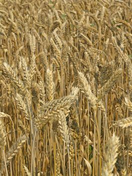 Agricultural field