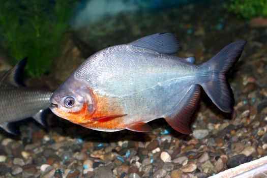 Piranha fish