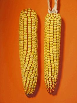 Maize Cob