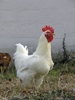Rooster, Chicken