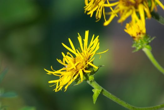 macro photo of the beautiful Inula helenium L. in garden