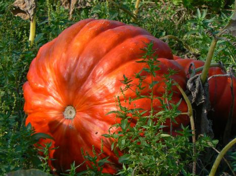 pumpkin orange and flowers green