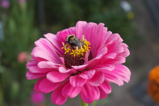 macro photo of the bumblebee sitting on flower