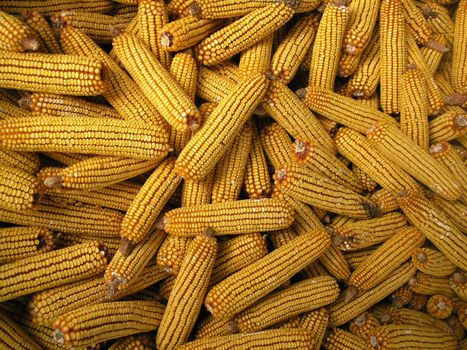 Corncob