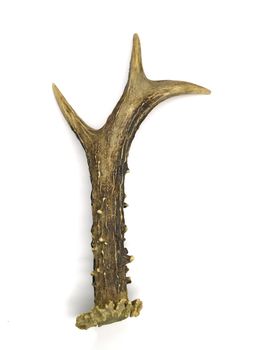 Antler of pricket