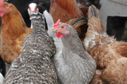 A group of pasture raised chickens peck for feed on the ground 