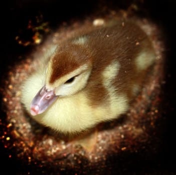 Duckling 