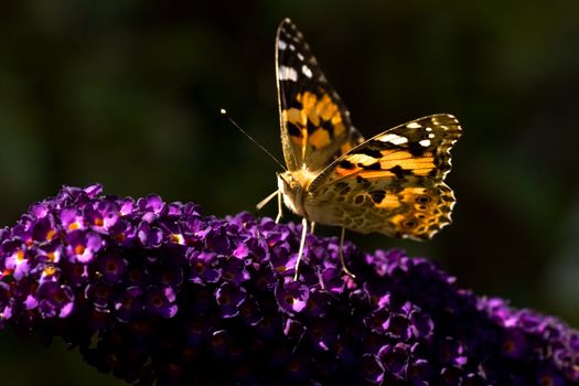 Painted lady drinking nectar from flowers of butterfly bush on summer day