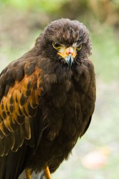 Harris hawk, also called Dusky hawk or Bay-winged Hawk