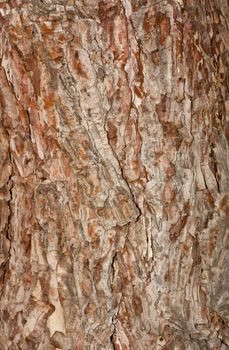 textured bark of pine tree, Phu Kradueng national park, Thailand 