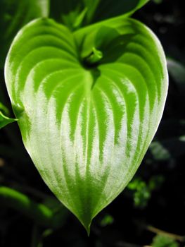 Big Green Leaf