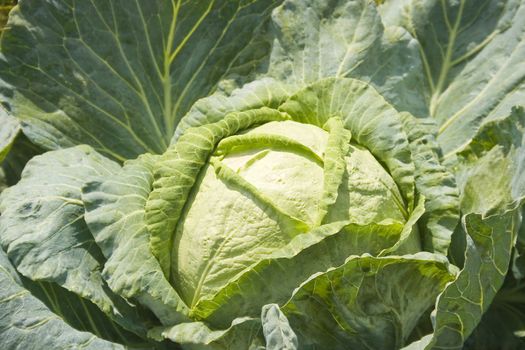 cabbage