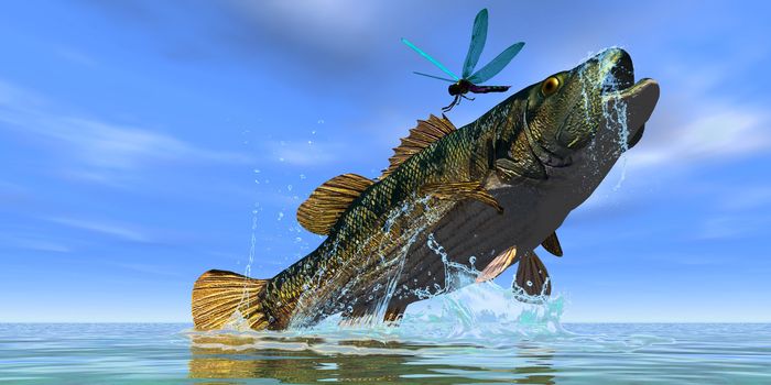 A beautiful Red Eye Bass jumps but just misses a colorful dragonfly.